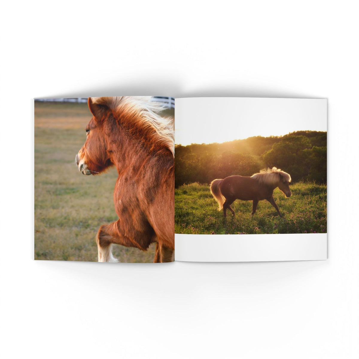Book open to pages showing two horses in a field with sunset