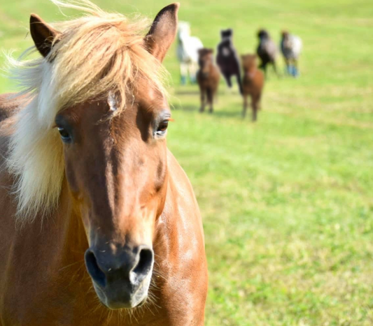 What Is an Icelandic Horse? 12 Things That Make the Breed Unique
