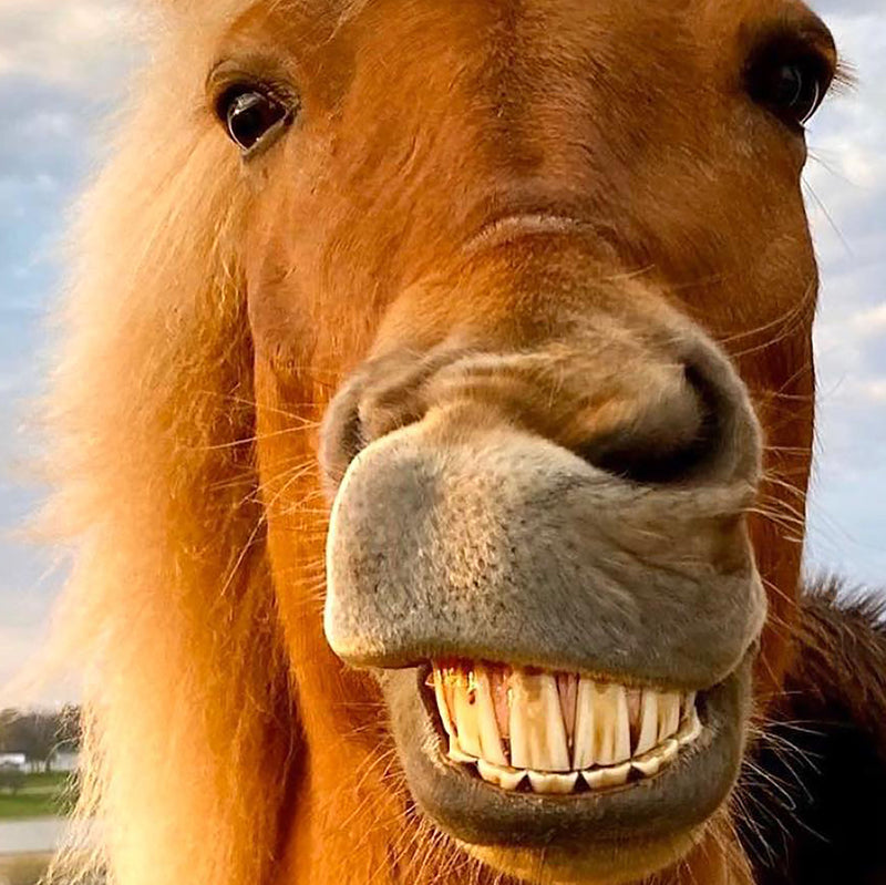 Boss Mare Collection - Iamglytja