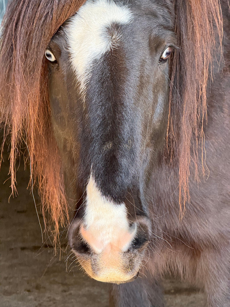 Gussy's Collection - Iamglytja