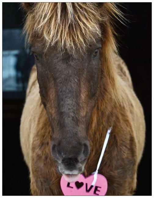 Kommi's Collection - Iamglytja