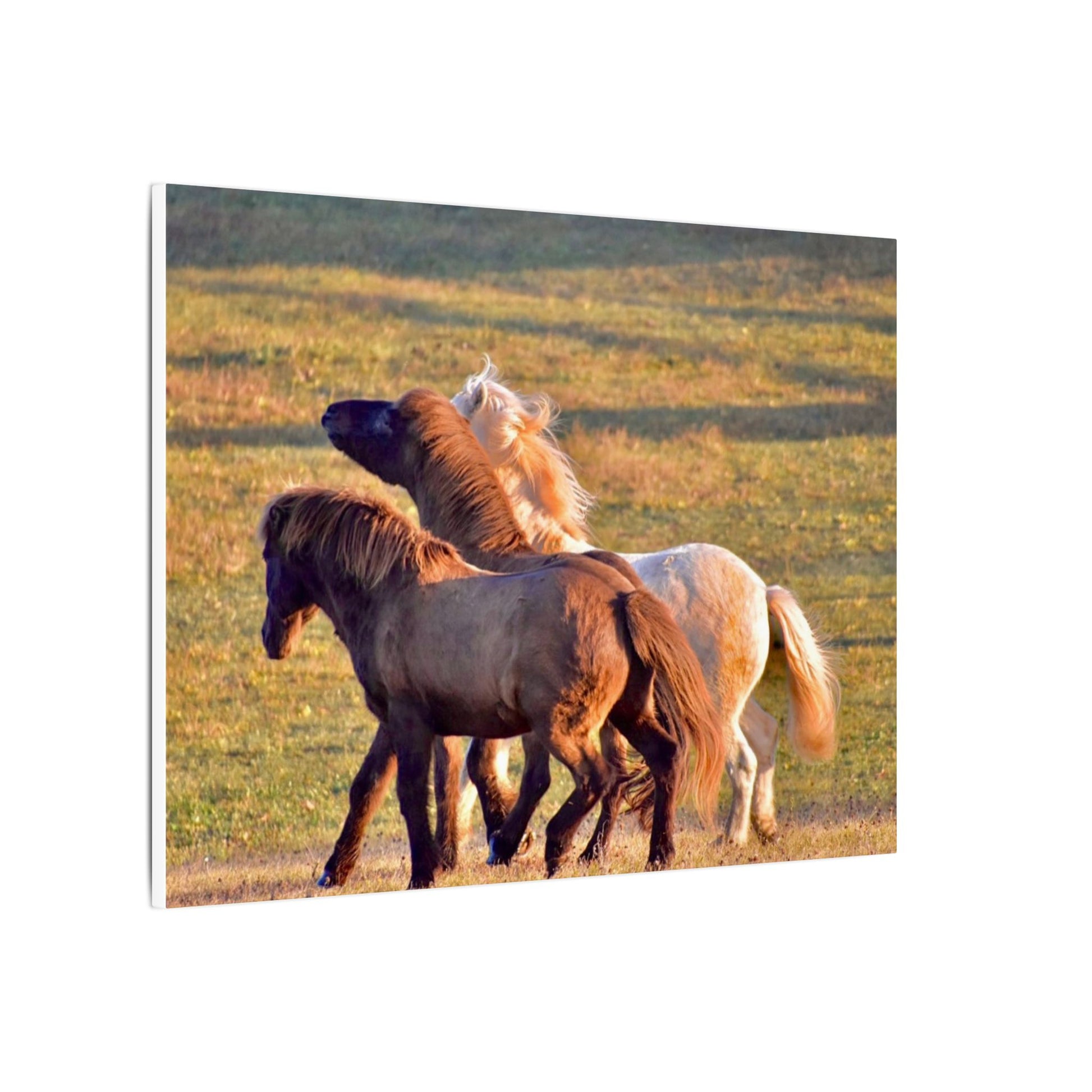Three horses interacting in a grassy field