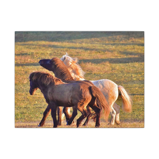 Three horses interacting in a grassy field