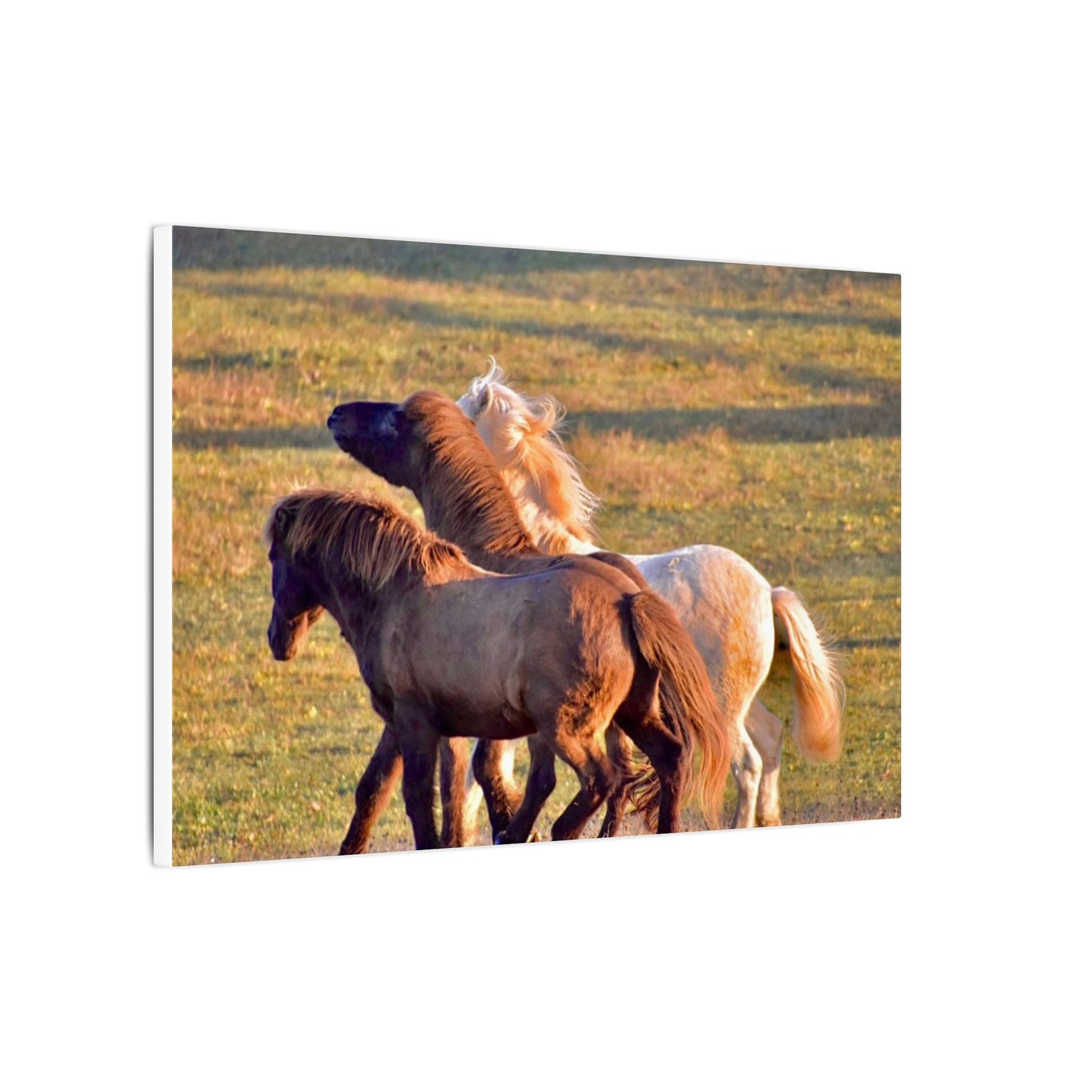 Three horses interacting in a grassy field