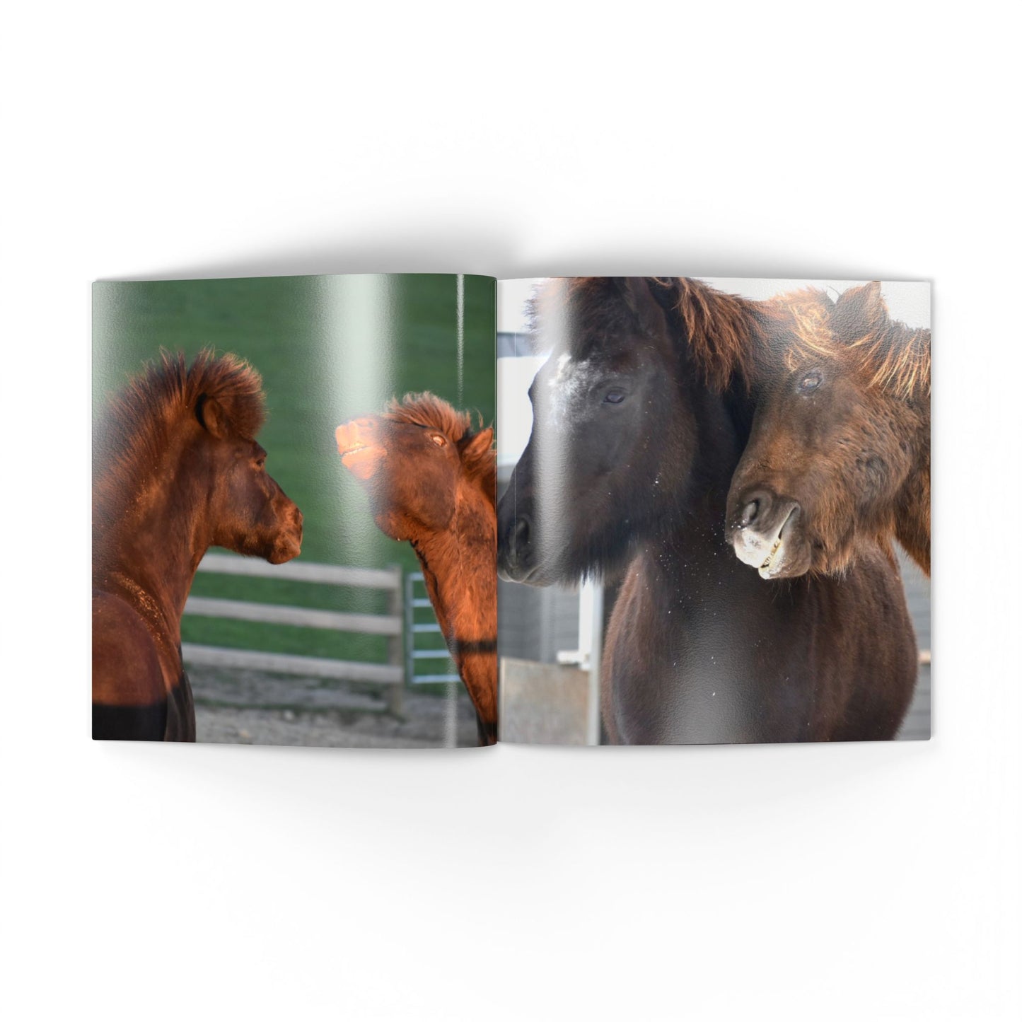 Two images of horses: one on the left and one on the right, with a white border.
