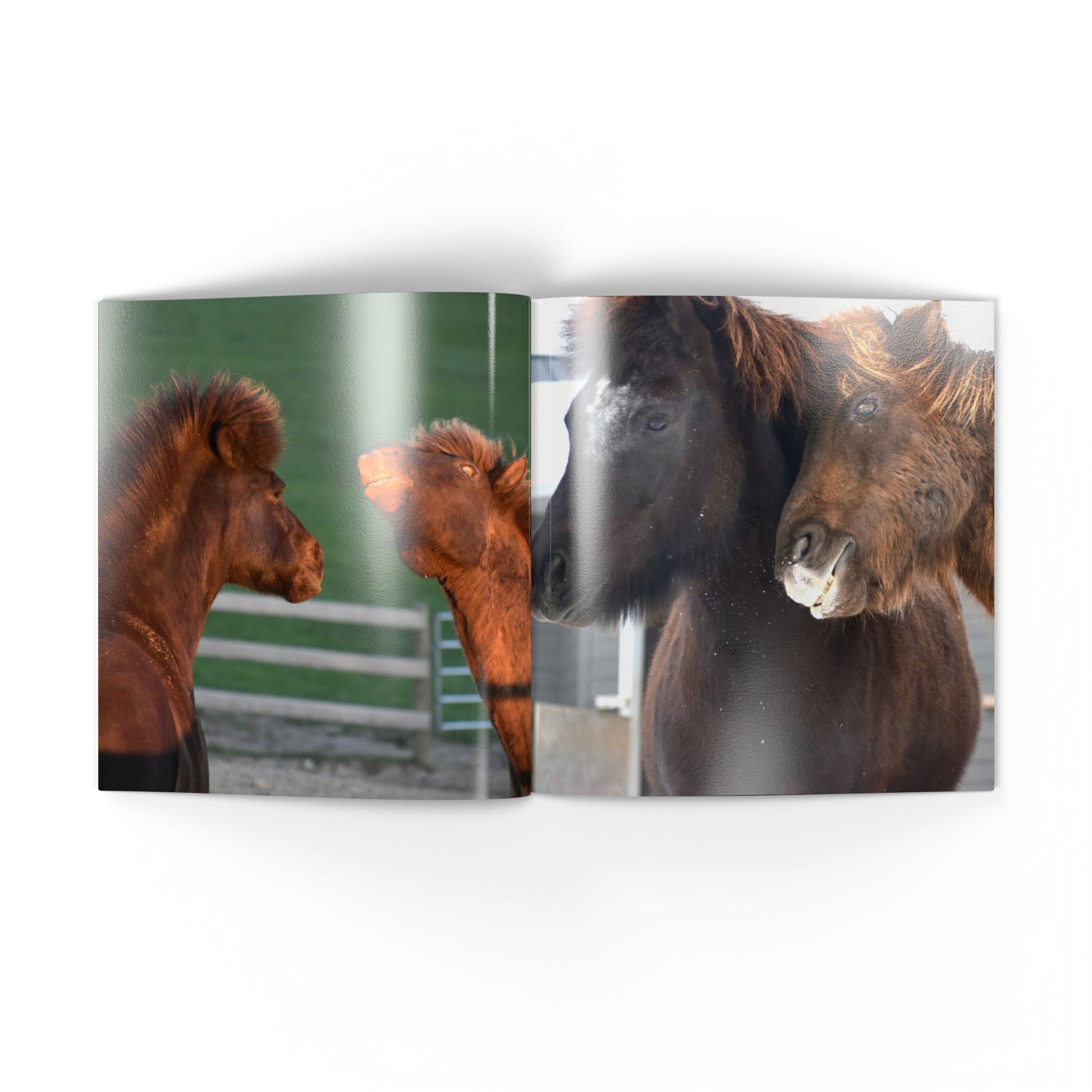 Two images of horses: one on the left and one on the right, with a white border.