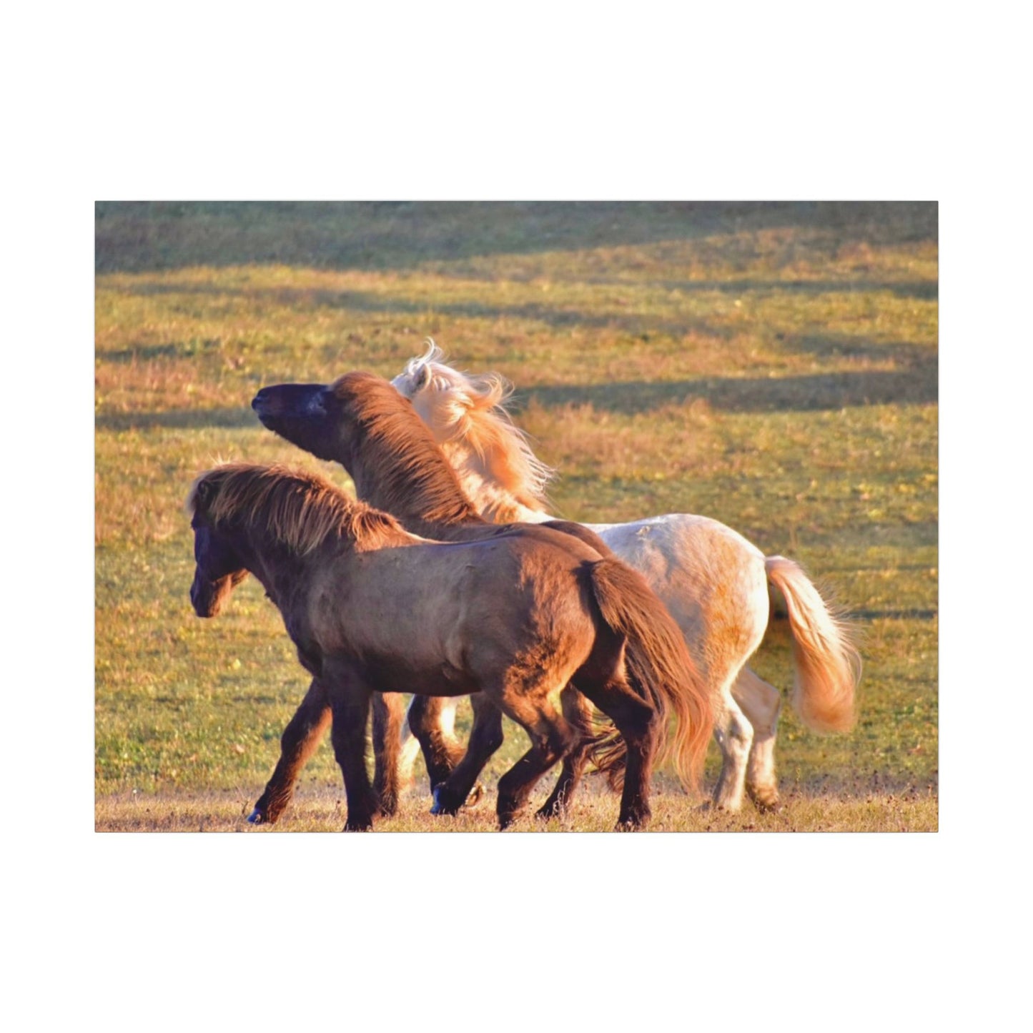 Three horses interacting in a grassy field