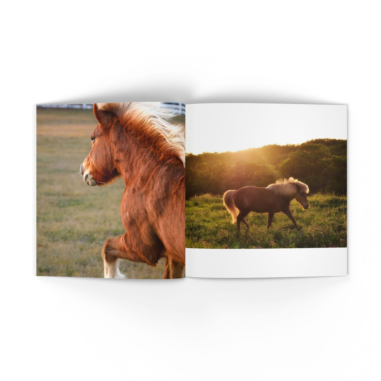 Book open to pages showing two horses in a field with sunset