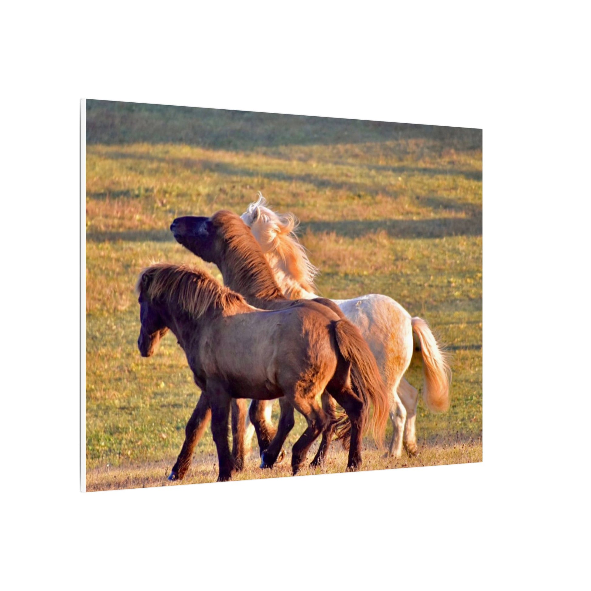 Three horses interacting in a grassy field