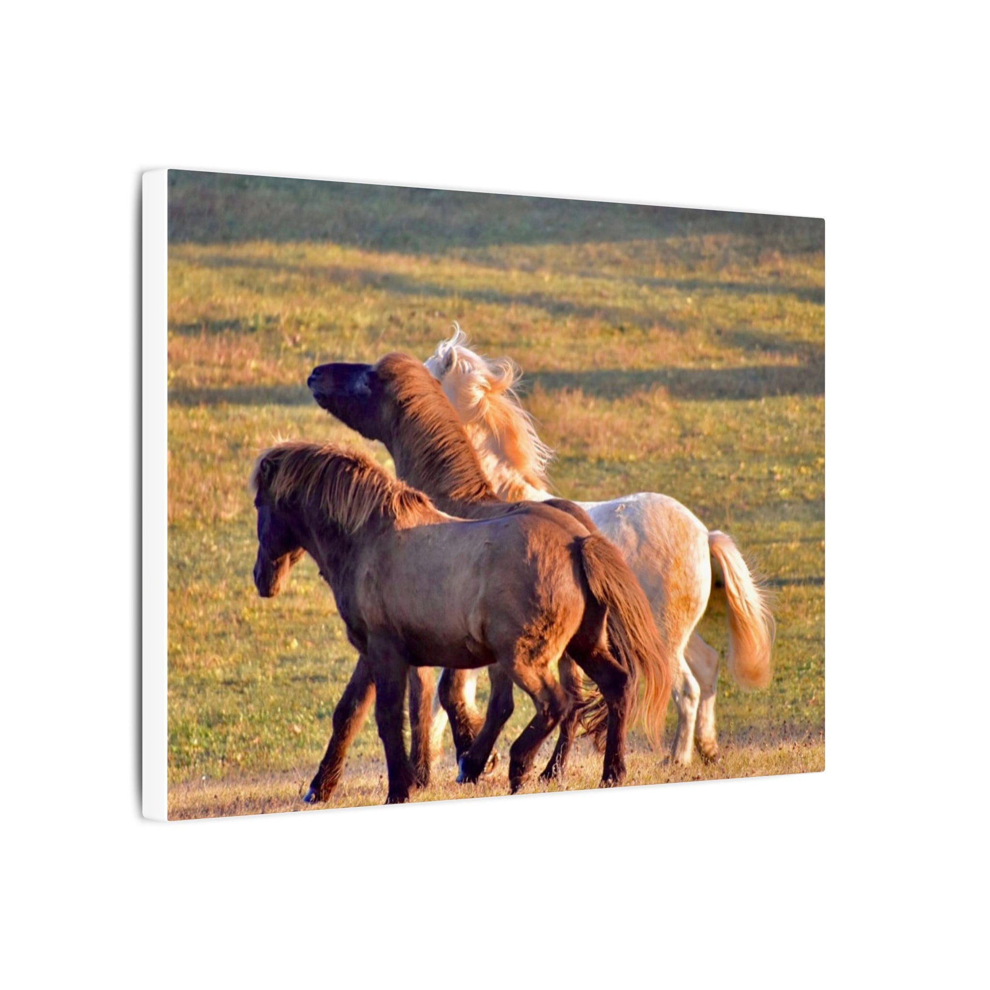 Three horses interacting in a grassy field