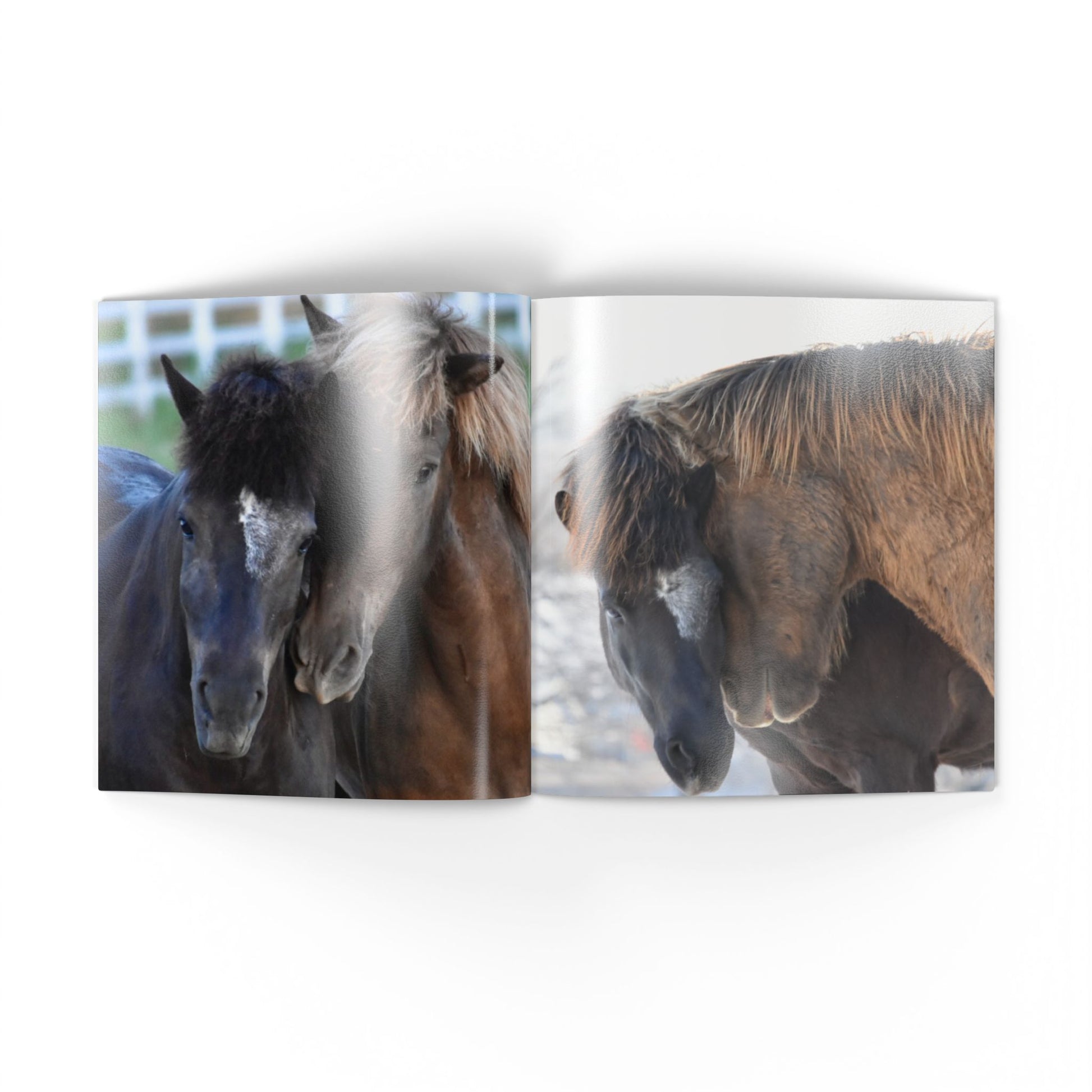 Two horses standing close together with a white background