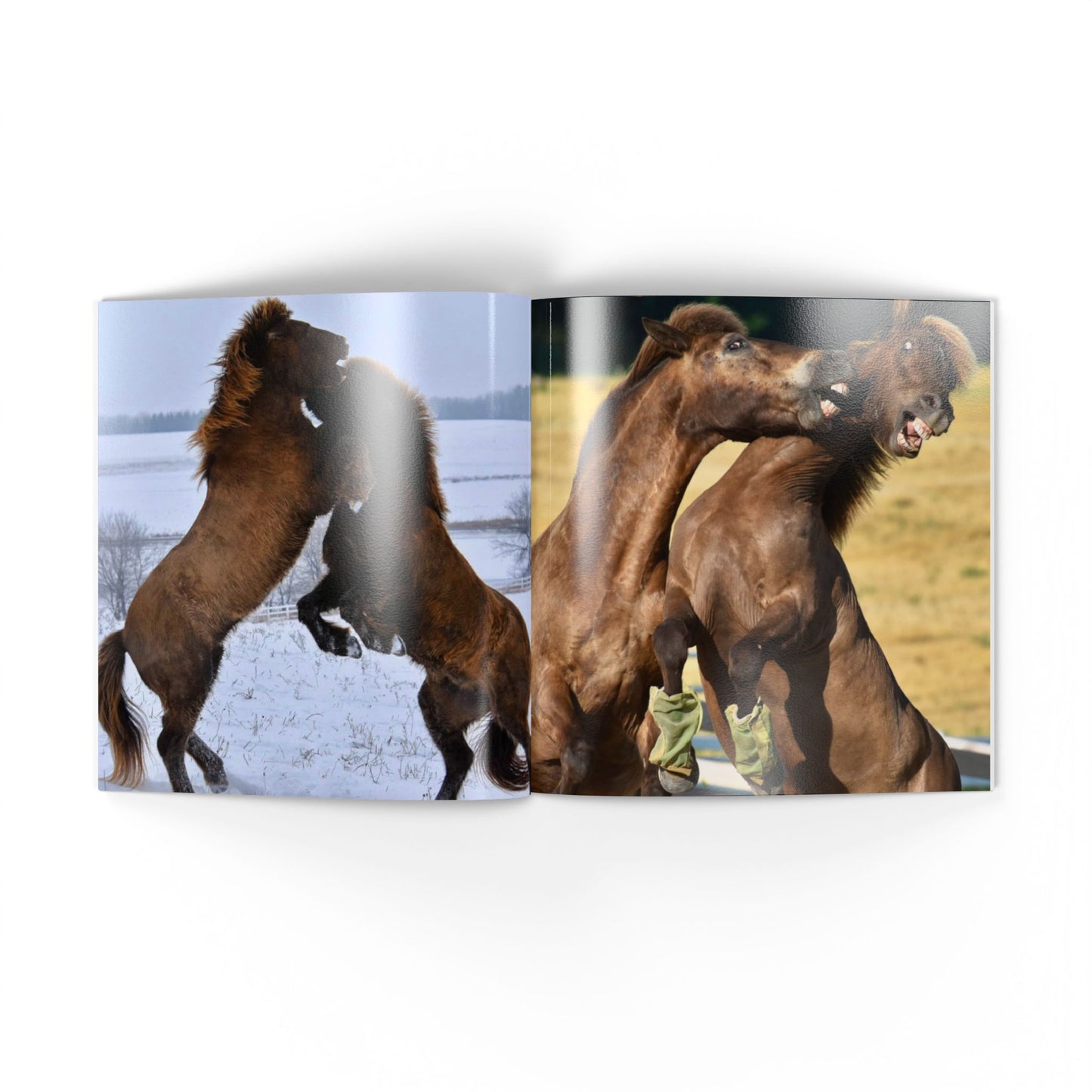 Two images of two horses interacting, one in a snowy landscape and the other in a grassy field.