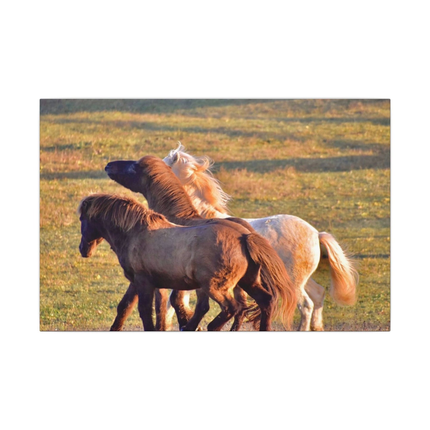 Three horses interacting in a grassy field