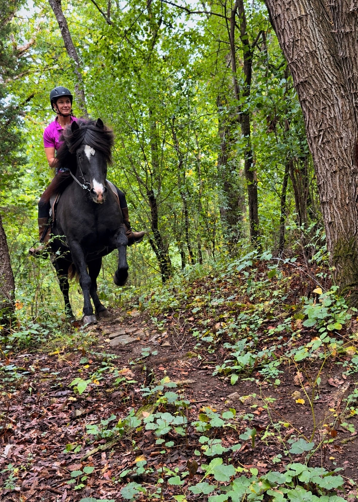 A rider in a helmet tölting a black Icelandic horse down a wooded trail in early fall