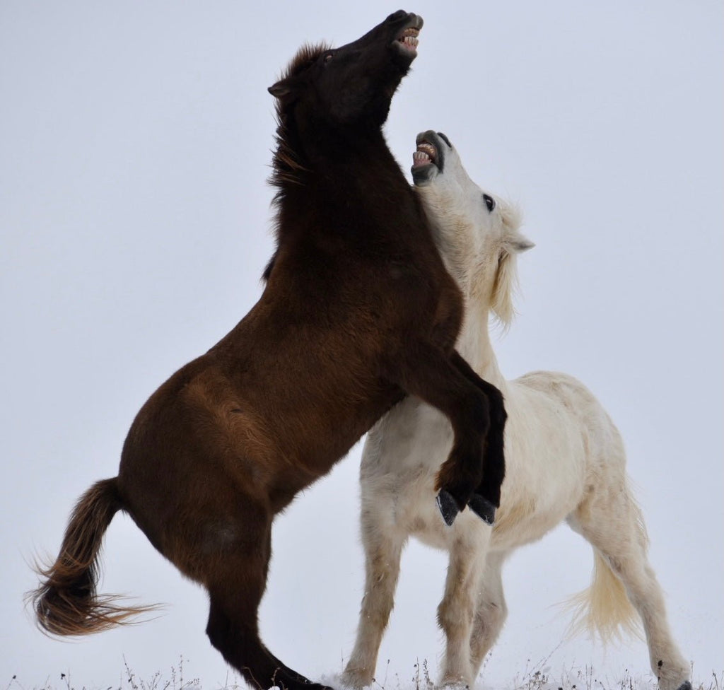 Dancing in the snow - Iamglytja