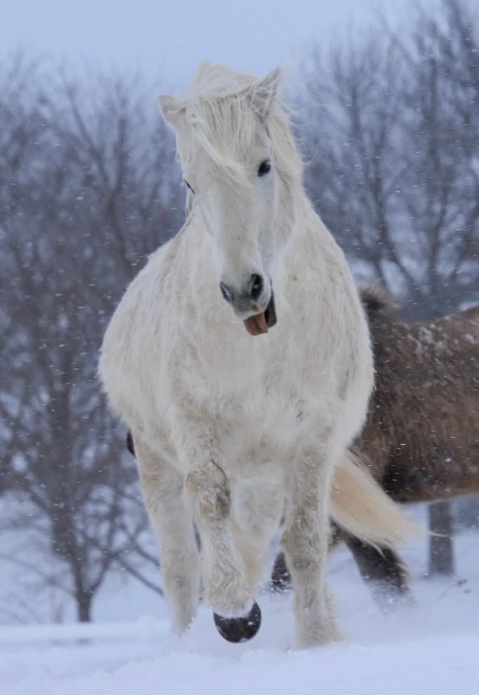 Hermi in the snow - Iamglytja