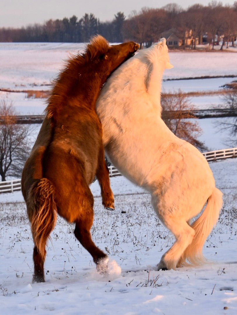 Kommi and Hermi playing - Iamglytja