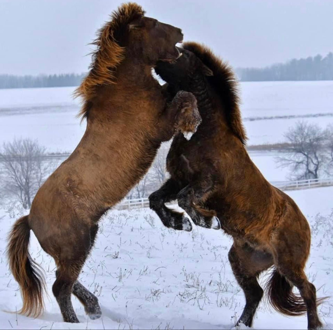 Kommi and Soti Thin canvas - Iamglytja