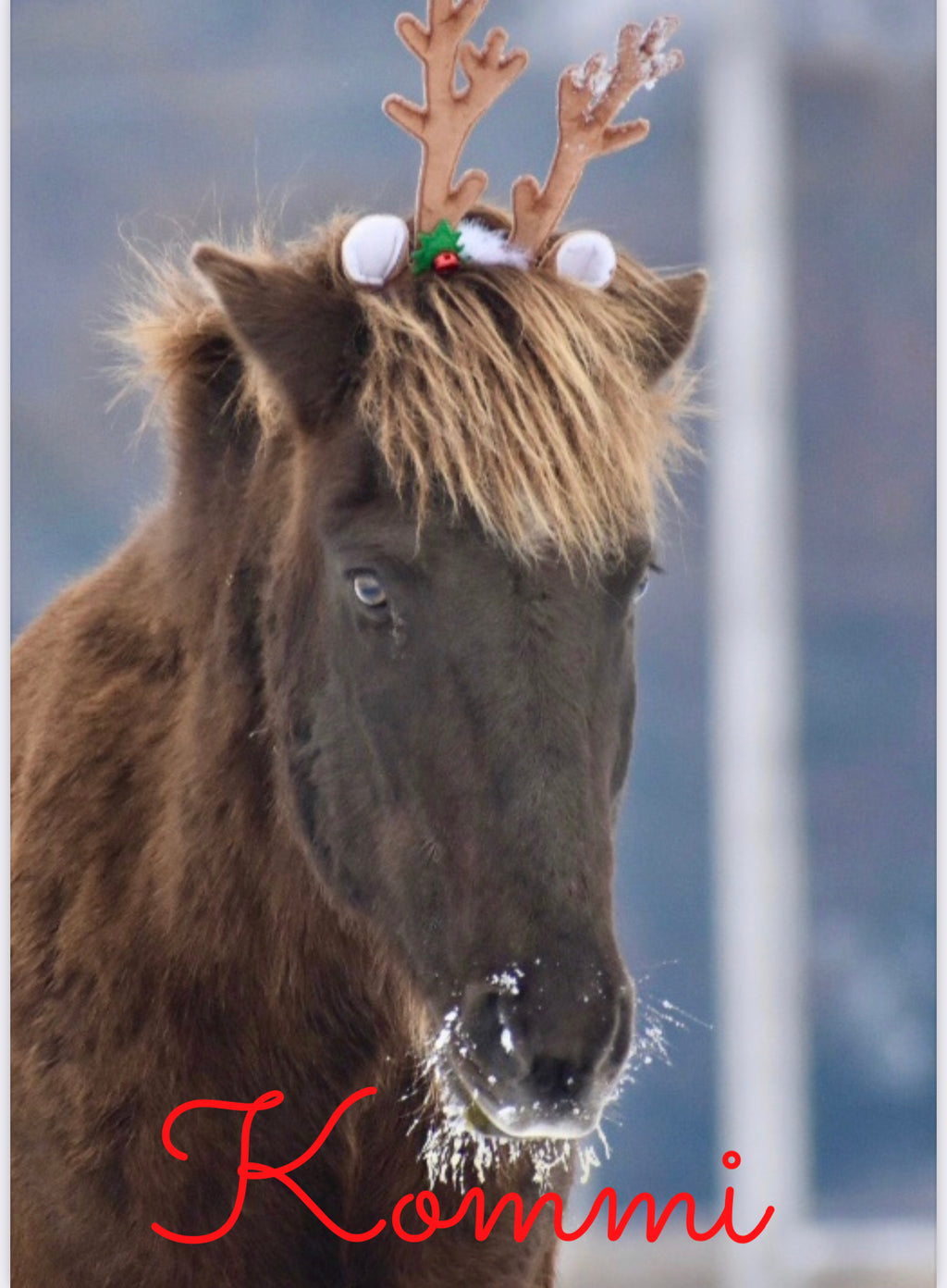 Kommi the Icelandic Reindeer card